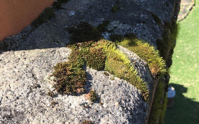 Moss growing on a chimney is an indication of water damage.
